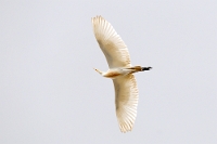 18186 Bubulcus ibis ( Airone Guardabuoi)